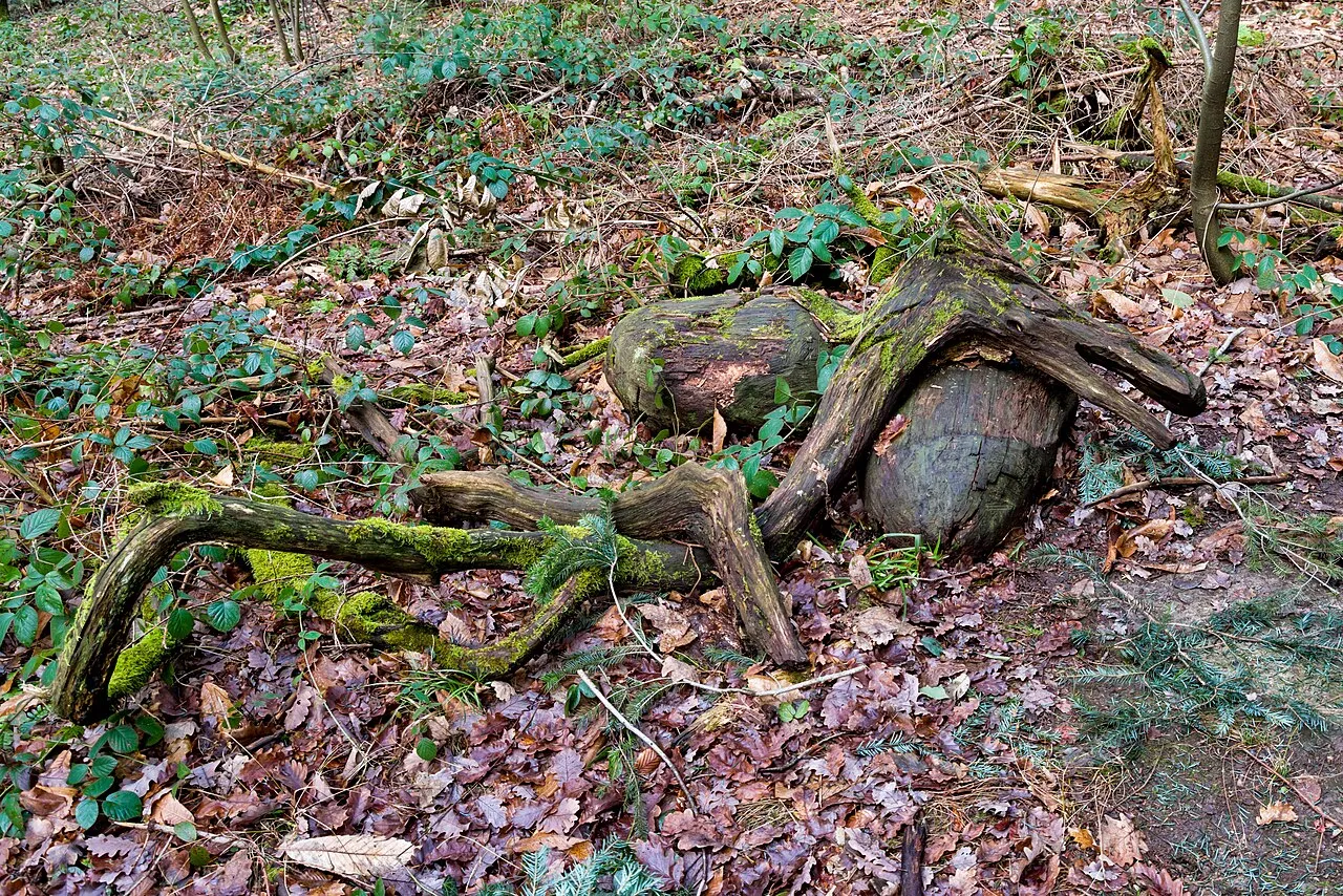 Wald-Drache