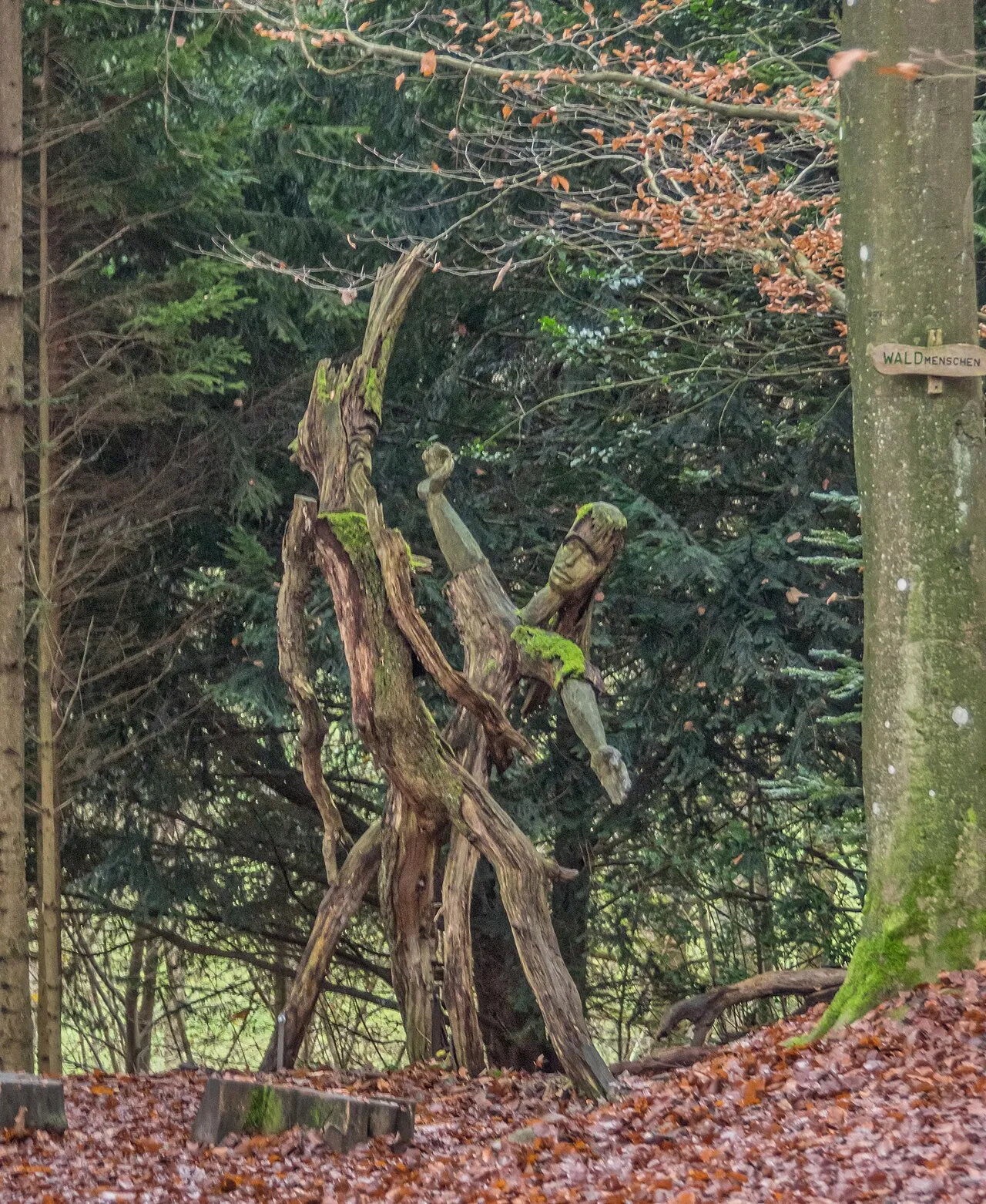 der Baumtanz