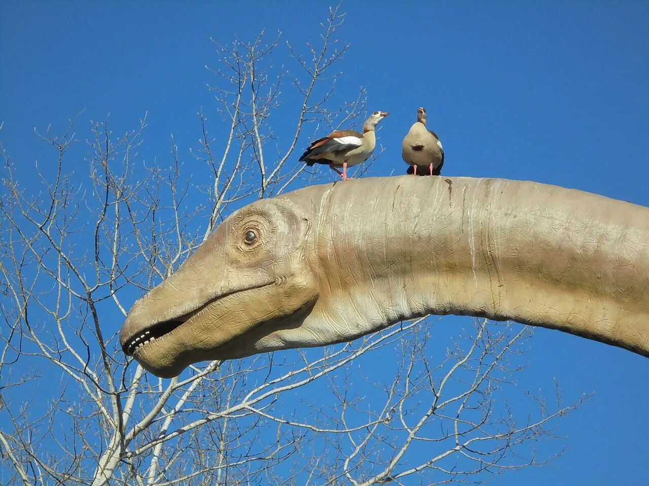 Seismosaurus
