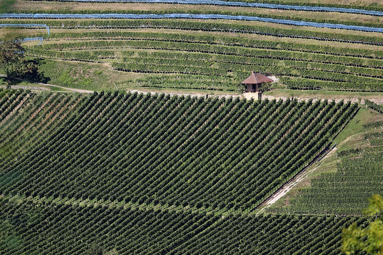 Vogesenblick