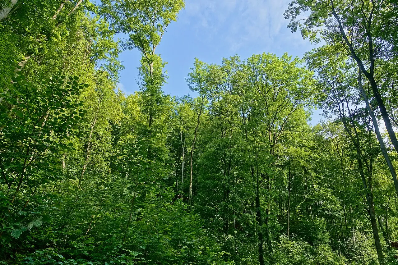 Rappenfelsen