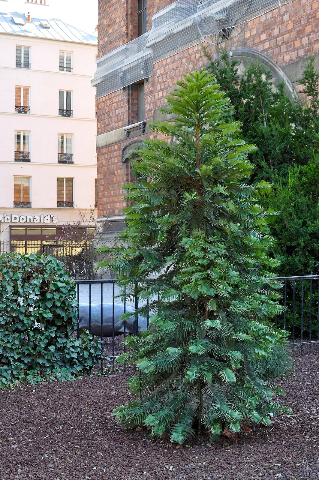 Stégosaure