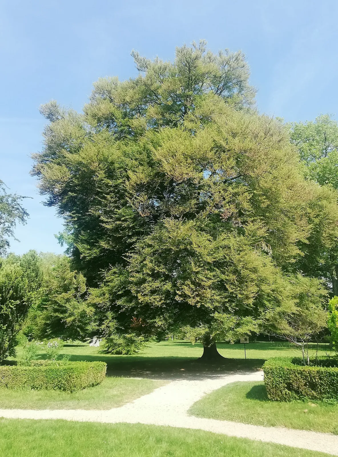 L'ivresse de Silène