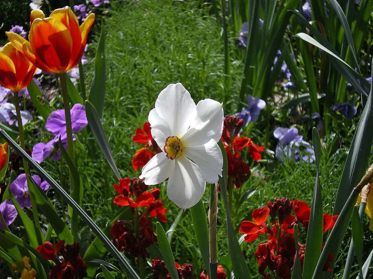 Flore