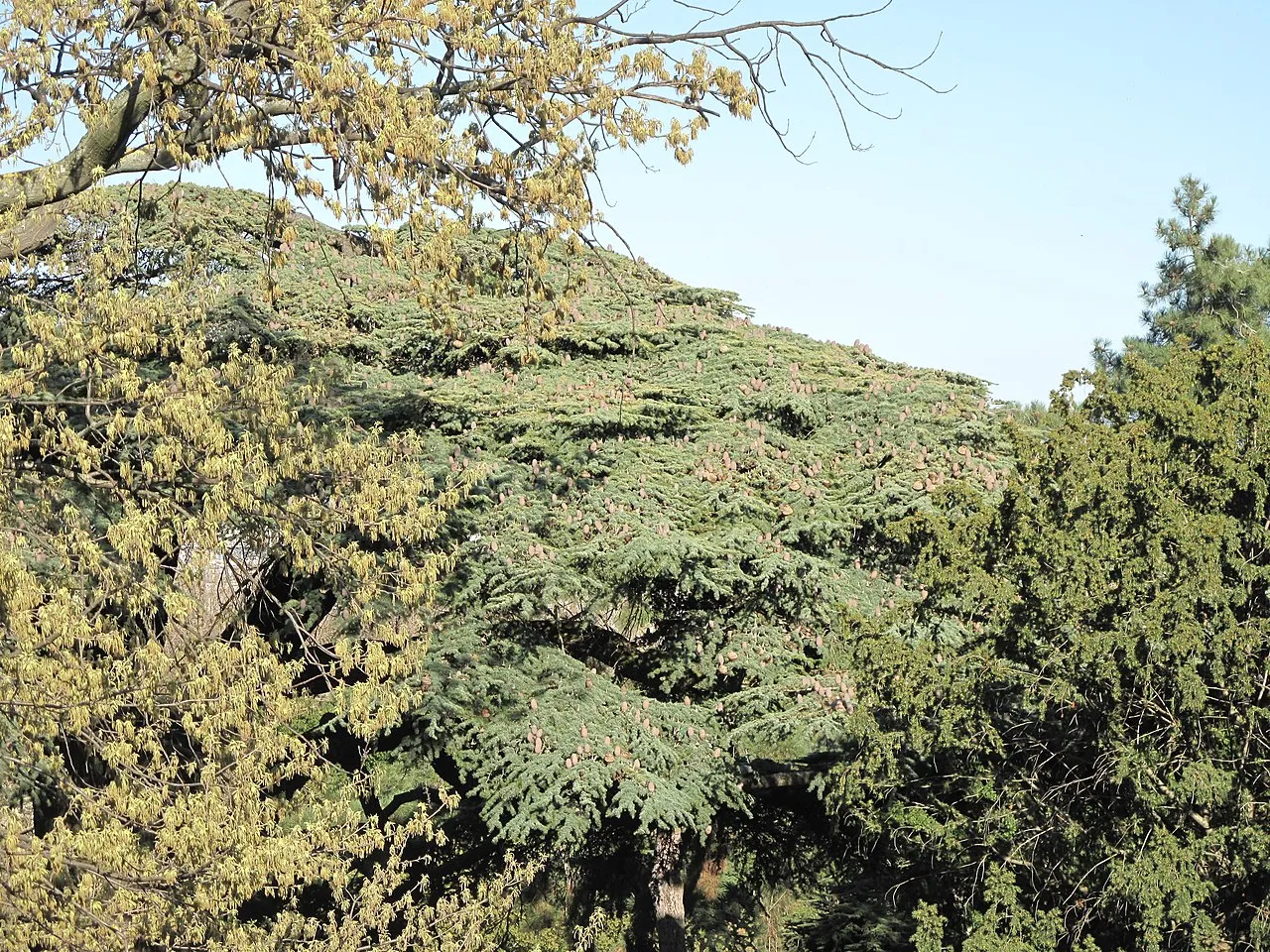 Butte de Coupeaux