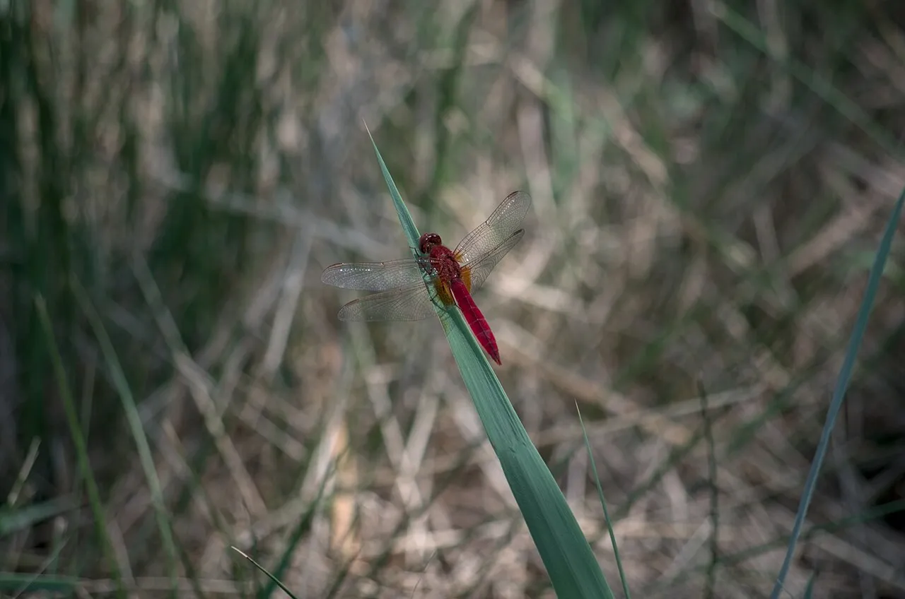 Observatoire ornithologique