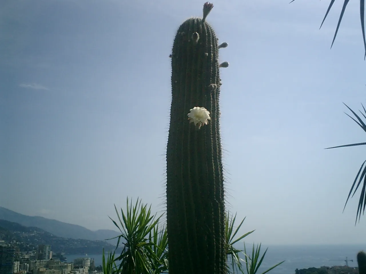 Jardin exotique - allée louis Barral