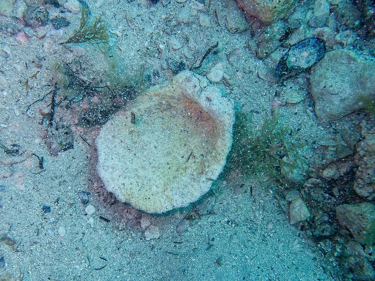 Grotte marine de Ratonneau
