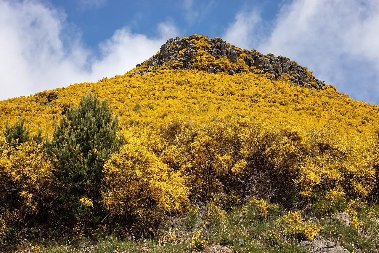 Pico Escalvado