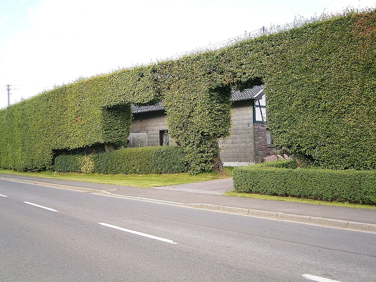 Wunderschöne Hecke am Ortseingang