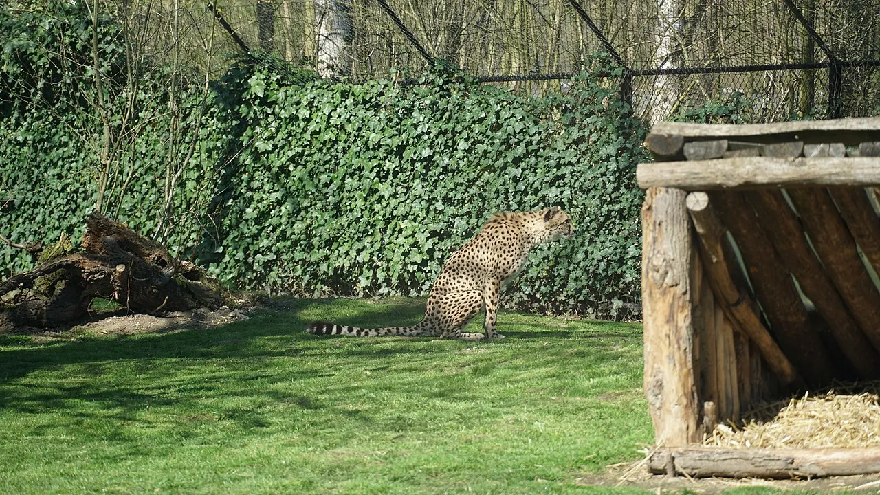 Jachtluipaard