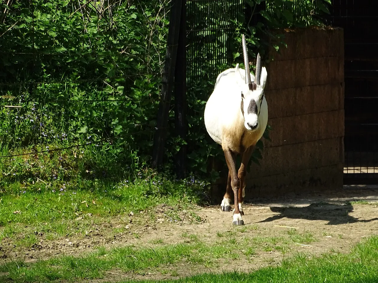 Bergbongo