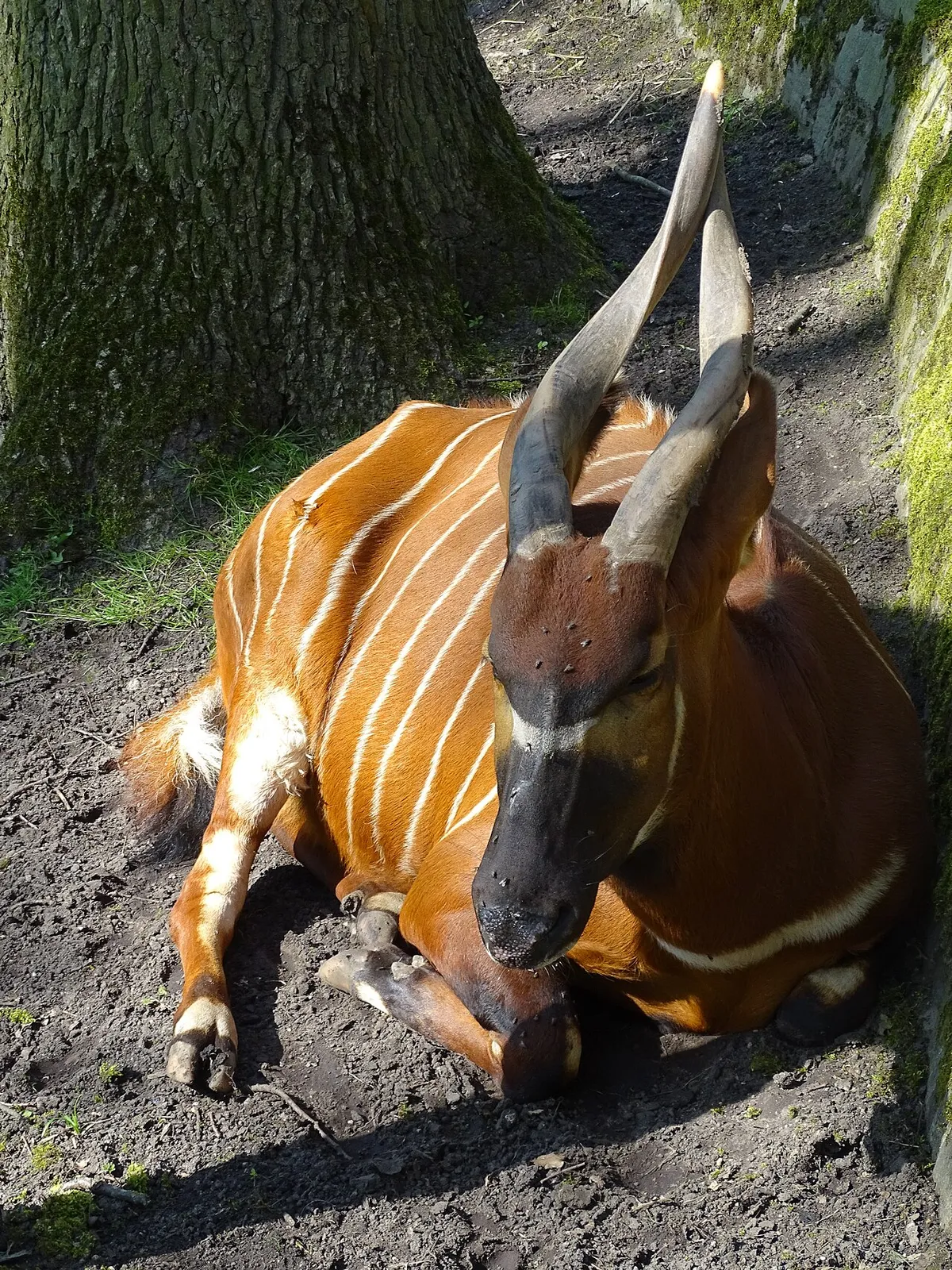 Wilde ezel, struifvogel, dorcagazelle