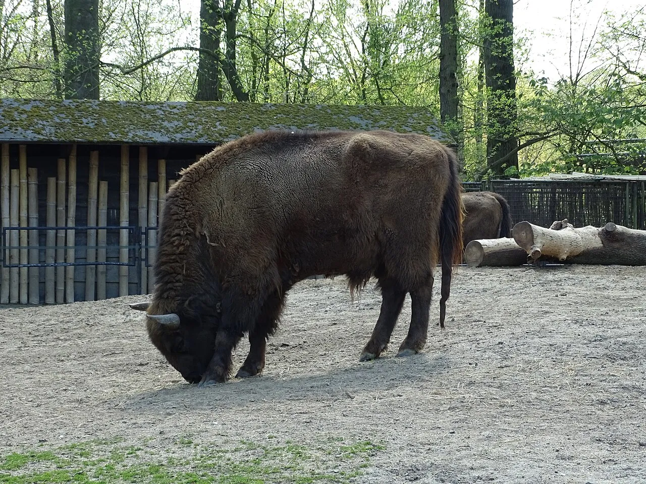 Wisenten