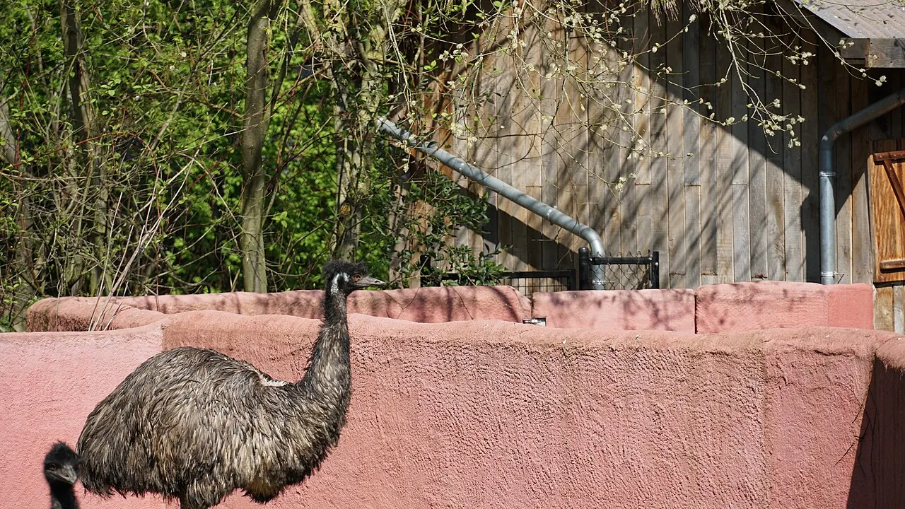 Kangoeroe en Walibi