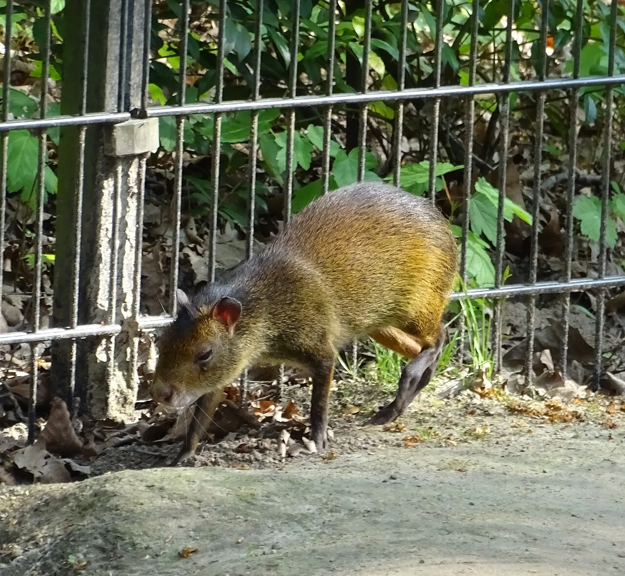 Zwartbuikagoeti
