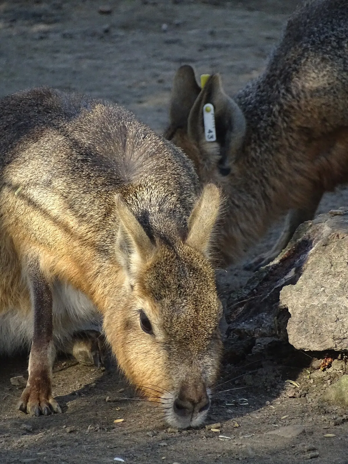 Mara