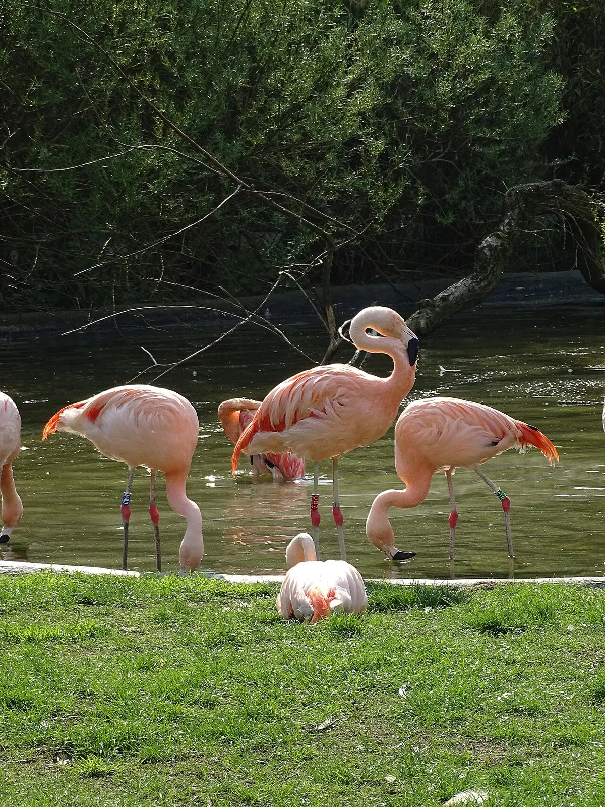 Flamingo