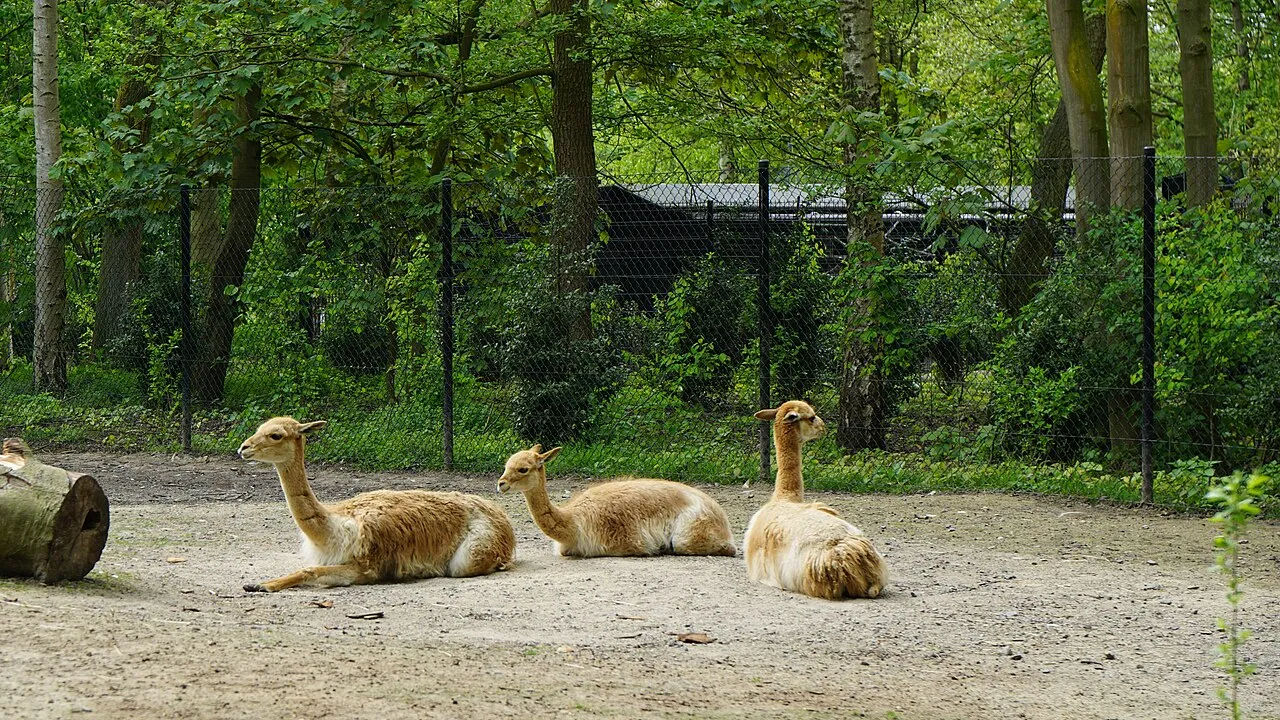 Vicuña