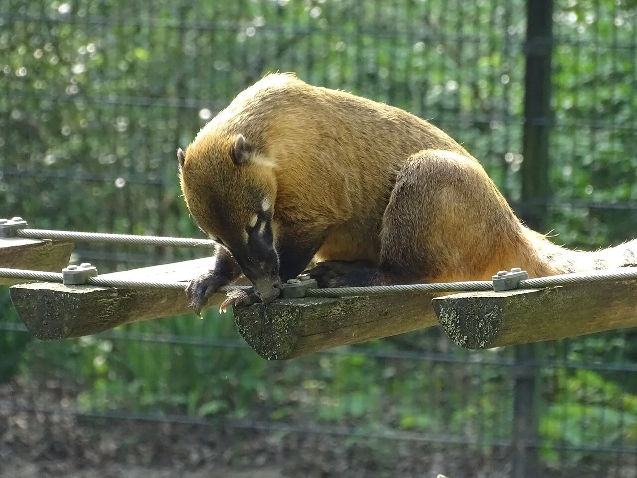 Capibara, Emoe
