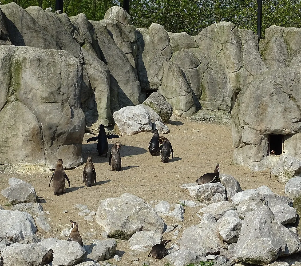 Pinguins