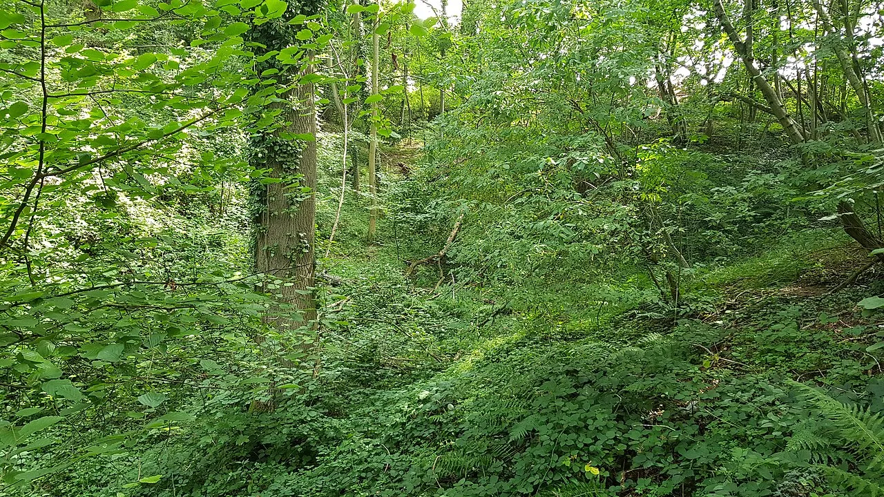 Lebensbosch-groeve