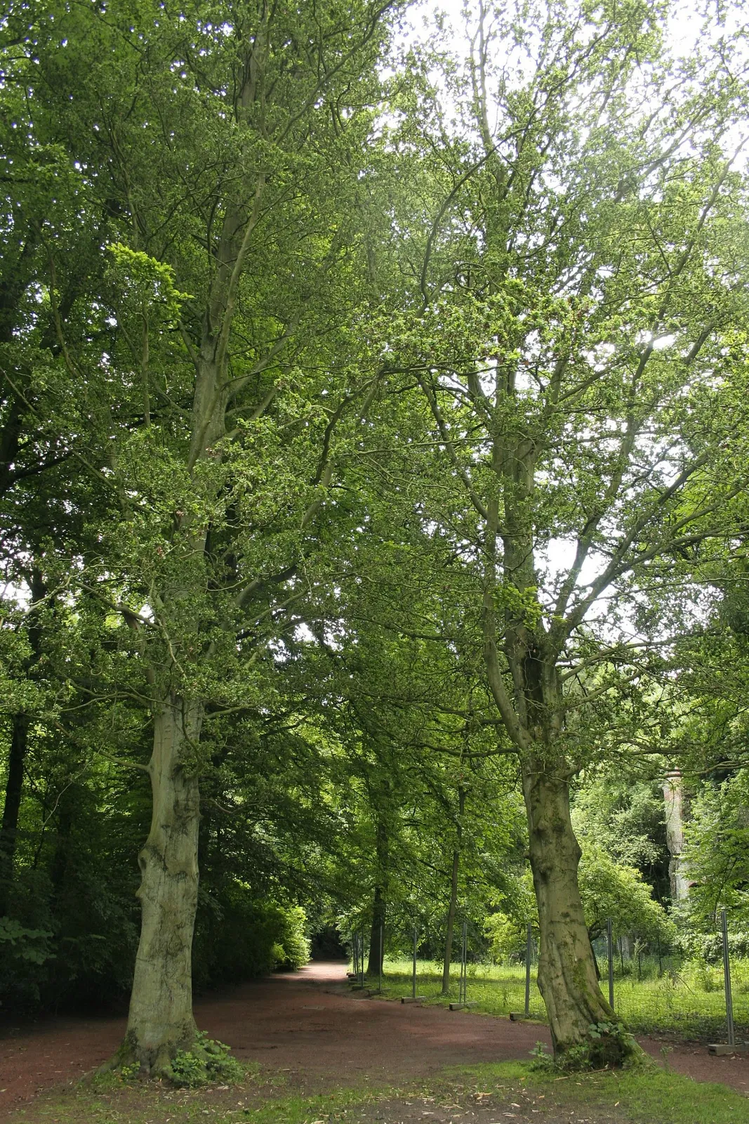 Les Bourgeois de Calais