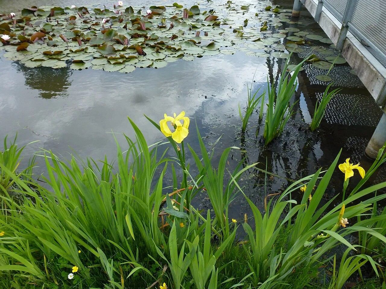 Buste aux fleurs